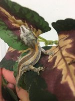 Gecko1.jpg