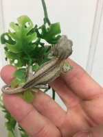 Gecko2.jpg