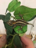 Gecko3.jpg