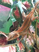 Gecko4.jpg