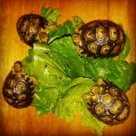 leopard tortoise.jpg