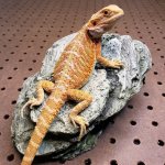 hypoposshetwit11-3.jpg