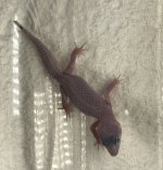 IMG_E0739.jpg
