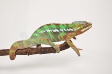 DSC_0654.jpg