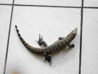 sd fb 1 pink tail smll tegu a.JPG
