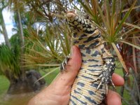 sd fb 1 pink tail smll tegu b.JPG