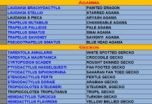 Agama & Geckos.jpg