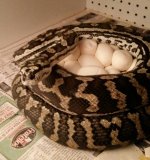 jungle eggs.jpg