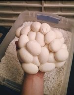 jungle eggs2.jpg