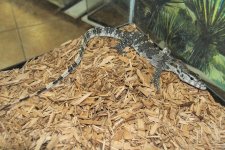 2018 Axanthic Water Monitor.jpg