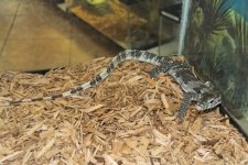 2018 Axanthic Water Monitor pic 2.jpg