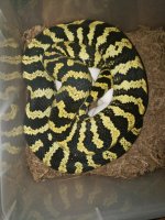 Jungle with Eggs.jpg