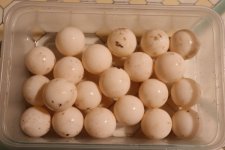 SalHetPS_clutch_28May2019.jpg