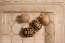 SalHetTS_babies_28May2019_a.jpg