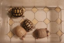 SalHetTS_babies_28May2019_b.jpg