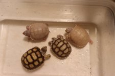SalHetTS_babies_28May2019_c.jpg