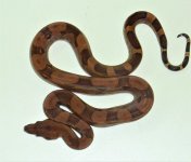 bloodboa.jpg