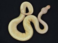 supbanpin.jpg