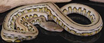 male platty jag 50% ternate.jpg