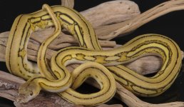 female platty super tiger het indo.jpg