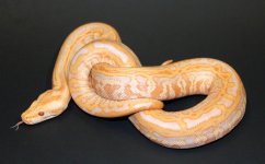 Albino Lab 2019 M1 - 1.jpg