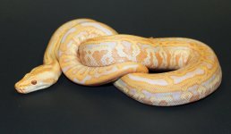 Albino Lab 2019 M1 - 2.jpg
