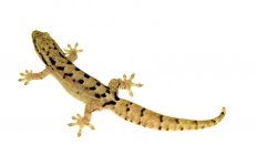 HE_hawaiian_mourning_gecko.jpg