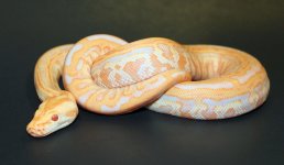 Albino Lab 2019 M1 - 3.jpg