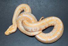 Albino Lab 2019 M1 - 4.jpg