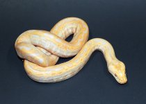 Albino Lab 2019 F1 - 1.jpg