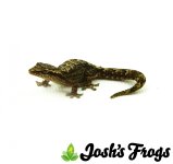 normal_mourning_gecko.jpg