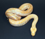 Albino Lab 2019 F1 - 2.jpg