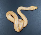 Albino Lab 2019 F1 - 3.jpg