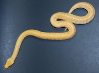 Albino Lab 2019 F1 - 5.jpg