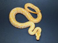 Albino Lab 2019 M2 - 1.jpg