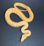Albino Lab 2019 M2 - 3.jpg