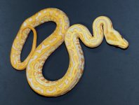 Albino Lab 2019 M2 - 4.jpg