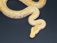 Albino Lab 2019 M2 - 5.jpg