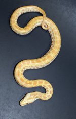 Pearl Het Green 2019 F1 - 1.jpg