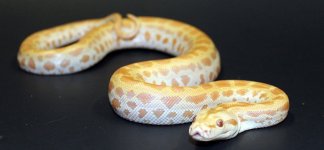 Pearl Het Green 2019 F1 - 4.jpg