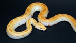 Albino Green 2019 F1 - 1.jpg