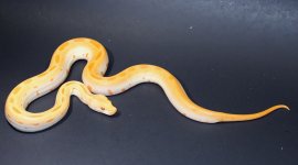 Albino Green 2019 F1 - 2.jpg