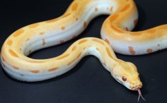 Albino Green 2019 F1 - 3.jpg