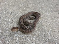 IMG_3226.jpg