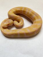pastel OD albino male.jpg