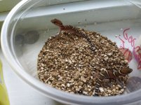 geckoscabanded.jpg