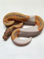 banana pos leopard pied.jpg