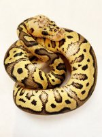 pastel clown female 75 gr.jpg