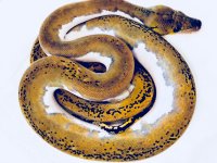 0.1 2019 Sunfire Pied poss het Albino Retic.jpg