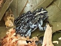 oak toads.jpg